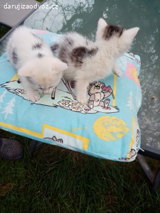 daruji koťata kluka a holku