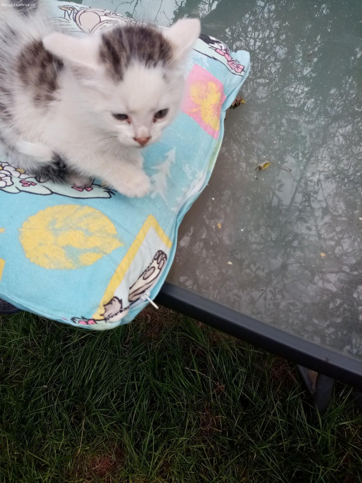 daruji koťata kluka a holku. Kocourek je bilo cernymy fleky a kočička ? je bílo mourata žerou sama zvikla na lidi