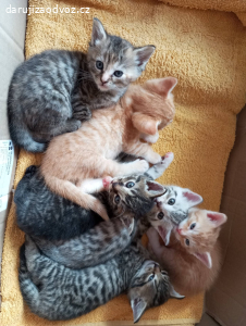 Daruji koťata, Těší se na vás roztomilá koťata :))