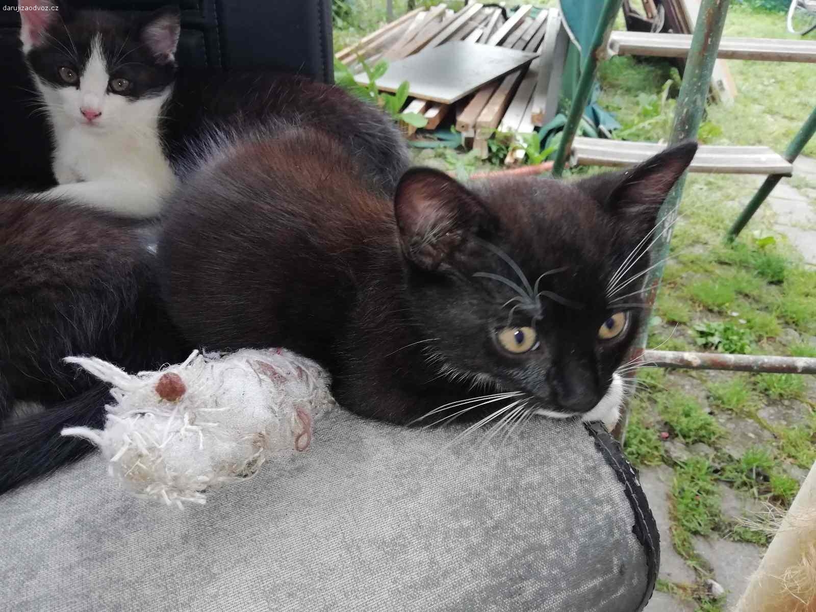 Daruji kotata. Daruji kotata,živá,bezproblémová.černobílá jsou holky,mourovaté je kluk.Jsou jim 2 měsíce.