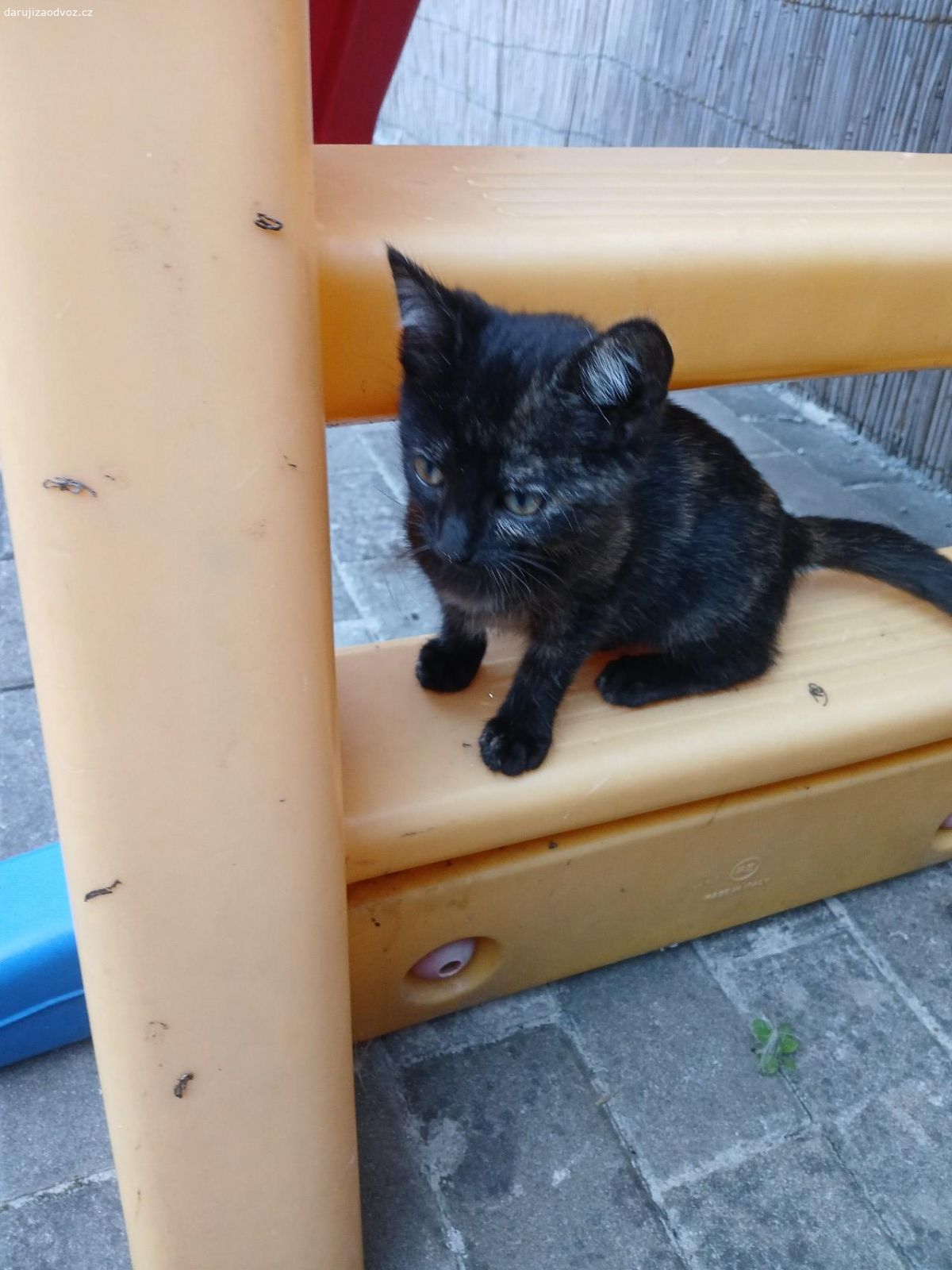 Daruji koťata. Daruji koťata, jsou jim 3 mesice.Klidně dovezu.