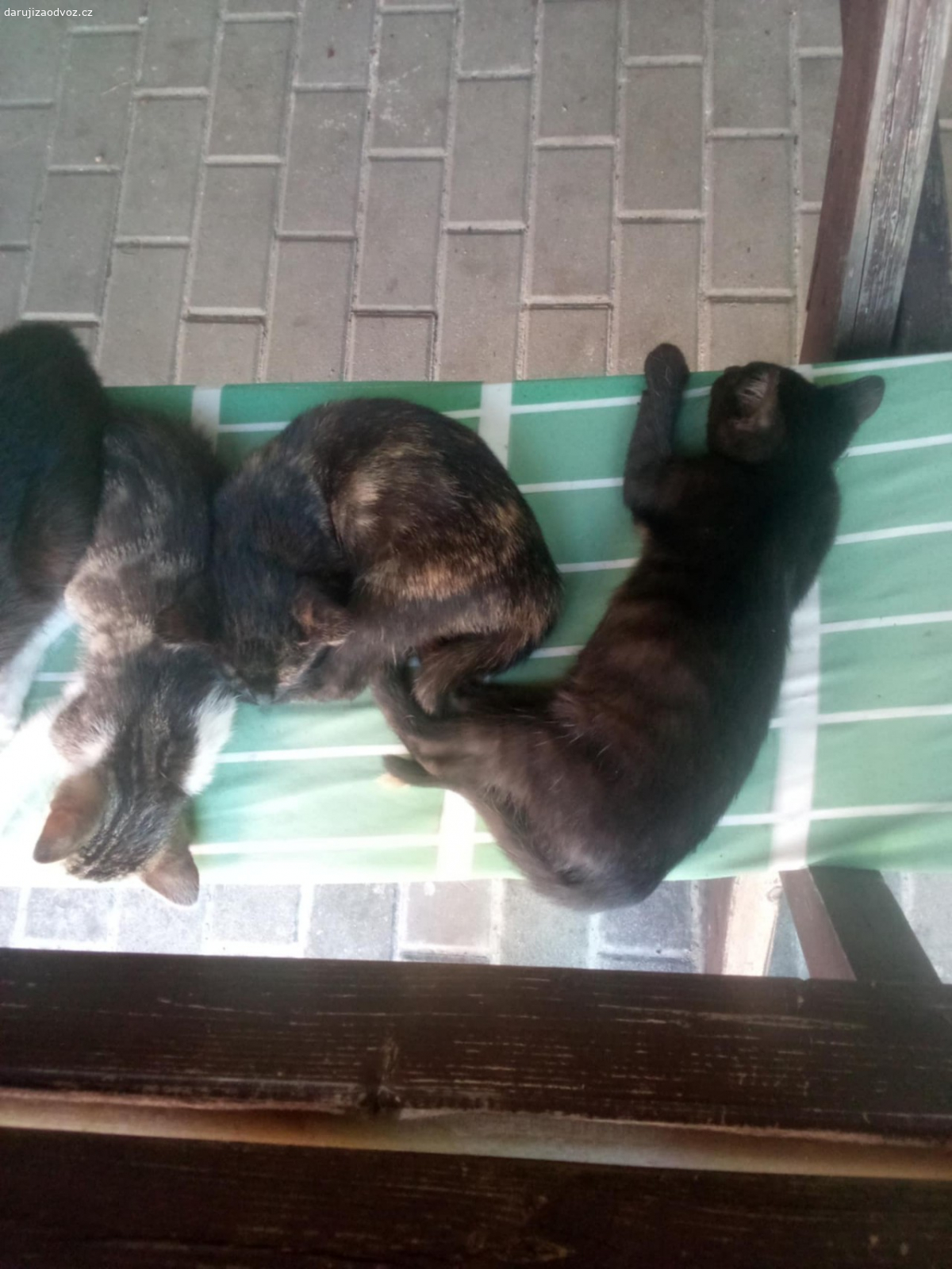 Daruji koťata. Daruji koťata, jsou jim 3 mesice.Klidně dovezu.