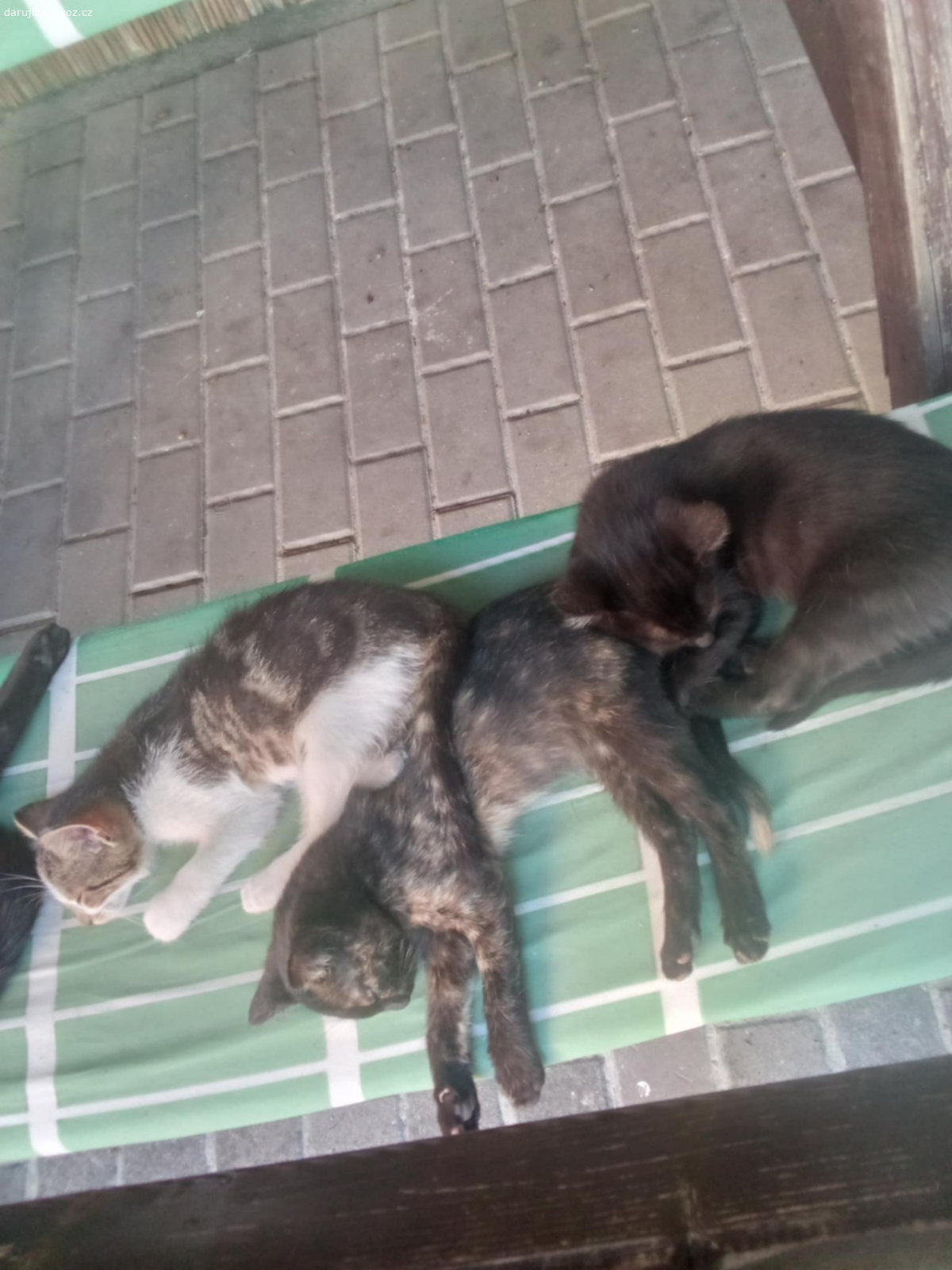 Daruji koťata. Daruji koťata, jsou jim 3 mesice.Klidně dovezu.