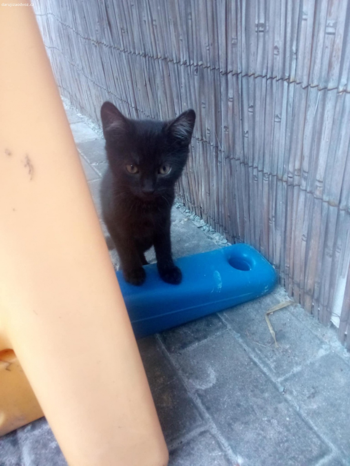 Daruji koťata. Daruji koťata, jsou jim 3 mesice.Klidně dovezu.