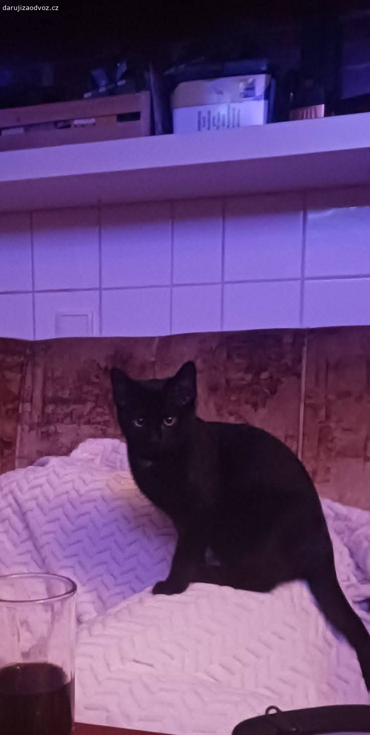 DARUJI KOŤATA. Zdravim,
daruji kotata nejlépe společně, jsou na sobě zvyklé.. 
nar  9.7.2025
obě odčervená, naučená na záchod, hravé a hodné.. 
v případě zájmu pište na email, a nejlépe volejte nebo pište na whatsapp..
DĚKUJI.