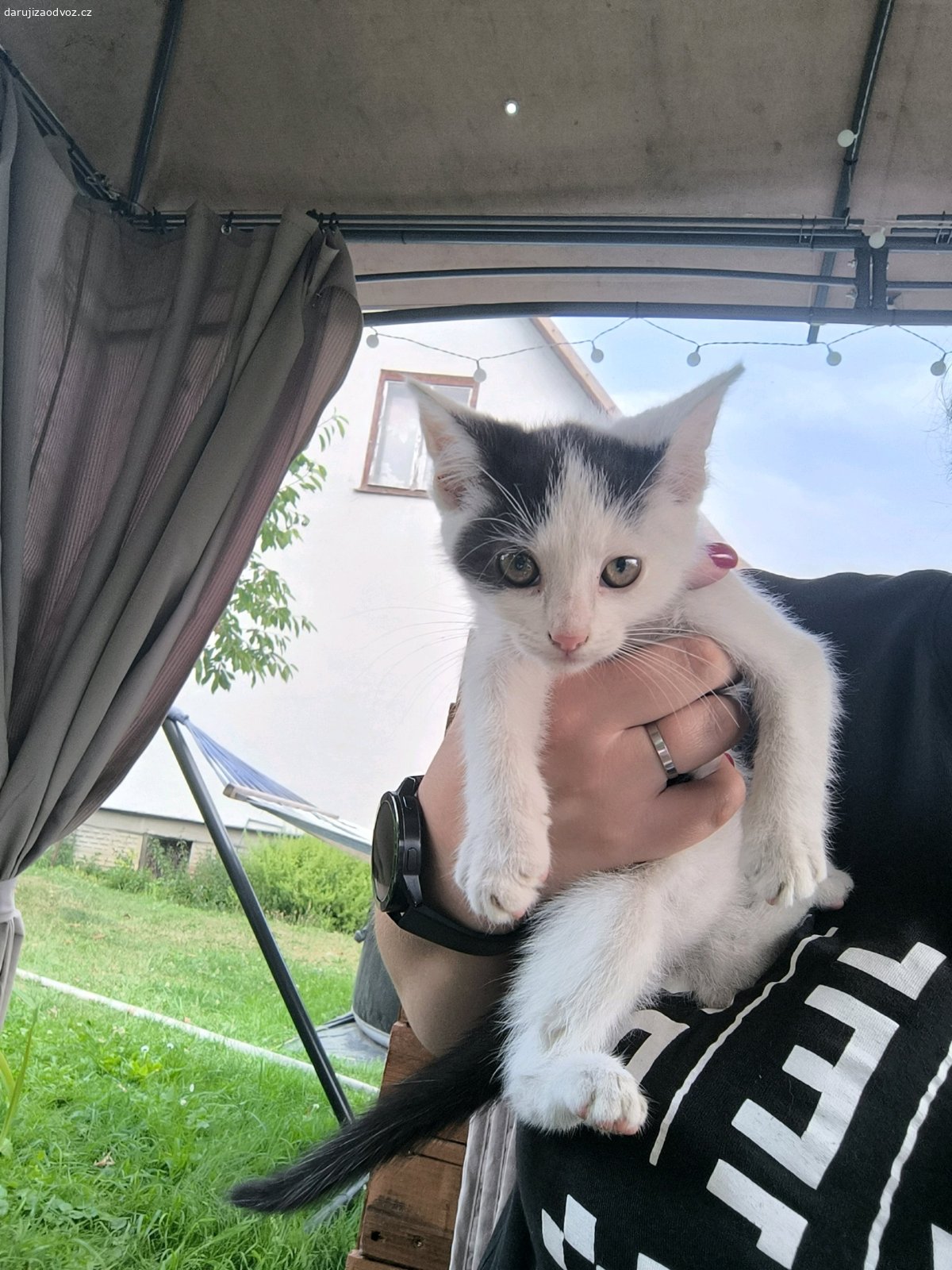 daruji koťata. Daruji do dobrých rukou 3 koťata. Narozena 1.5.2026. Černobílé jsou kočičky a černý je kocourek. Zvyklé být venku, ale většinu života byly doma.