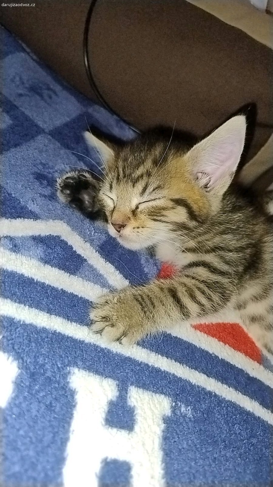 Daruji koťata. Ahoj, jsme malý hraví kocourci a rádi bychom našli někoho kdo nás bude mít rád a nebude mu vadit když budeme spinkat s ním ? Docela brzy jsme se naučili chodit na písek a rádi šplháme, od malička žijeme s pejskem, je otravný, ale nevadil nám. Jo a narodili jsme se 9.6.2026

Máme rádi granulky, ale kapsičku neodmítneme?

Kdyžtak pište SMS, budeme se těšit ??