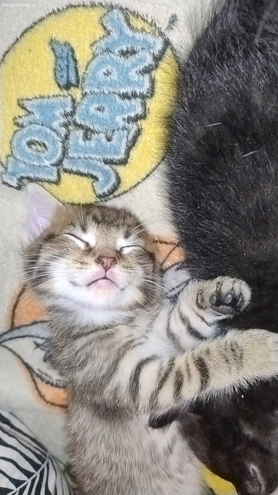 Daruji koťata. Ahoj, jsme malý hraví kocourci a rádi bychom našli někoho kdo nás bude mít rád a nebude mu vadit když budeme spinkat s ním ? Docela brzy jsme se naučili chodit na písek a rádi šplháme, od malička žijeme s pejskem, je otravný, ale nevadil nám. Jo a narodili jsme se 9.6.2026

Máme rádi granulky, ale kapsičku neodmítneme?

Kdyžtak pište SMS, budeme se těšit ??