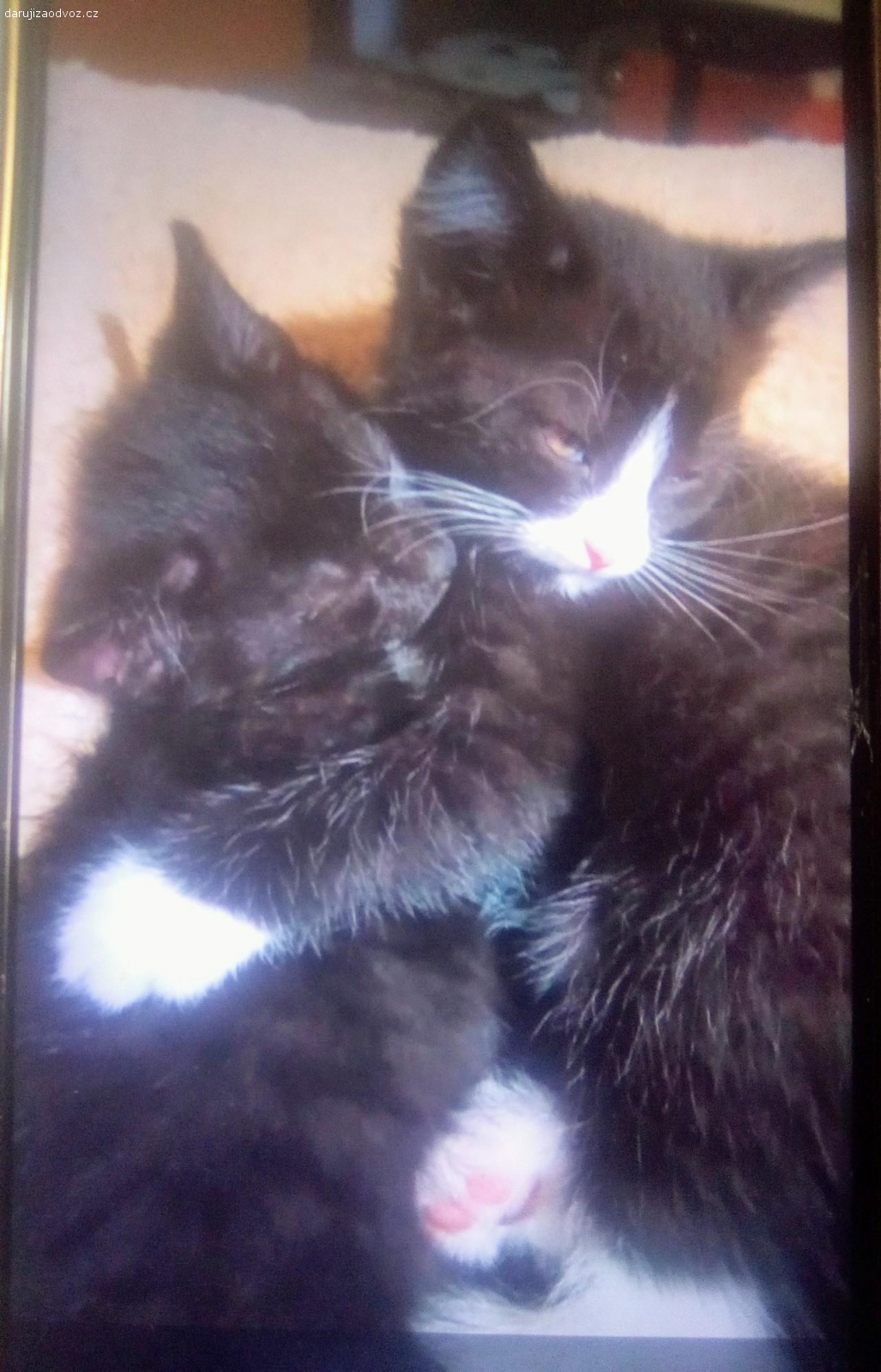 Daruji koťátka. Kamarádka daruje 2 koťátka,jedno černé,a druhé má bílé pacičky a nosánek.