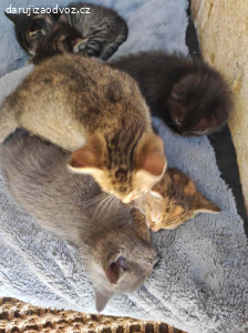 Daruji Koťátka