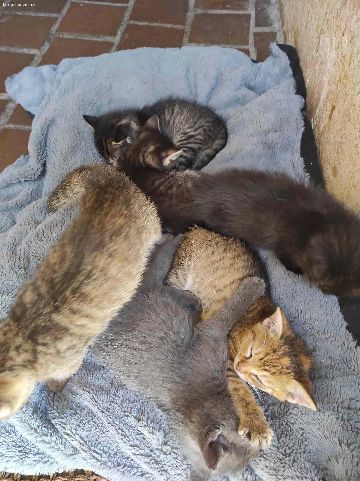 Daruji Koťátka. Daruji koťátka do dobrých rukou. Jsou odčervená, naočkovaná, chodí na kočíčí toaletu a jsou zvyklá v domě i na dvorku.