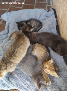 Daruji Koťátka