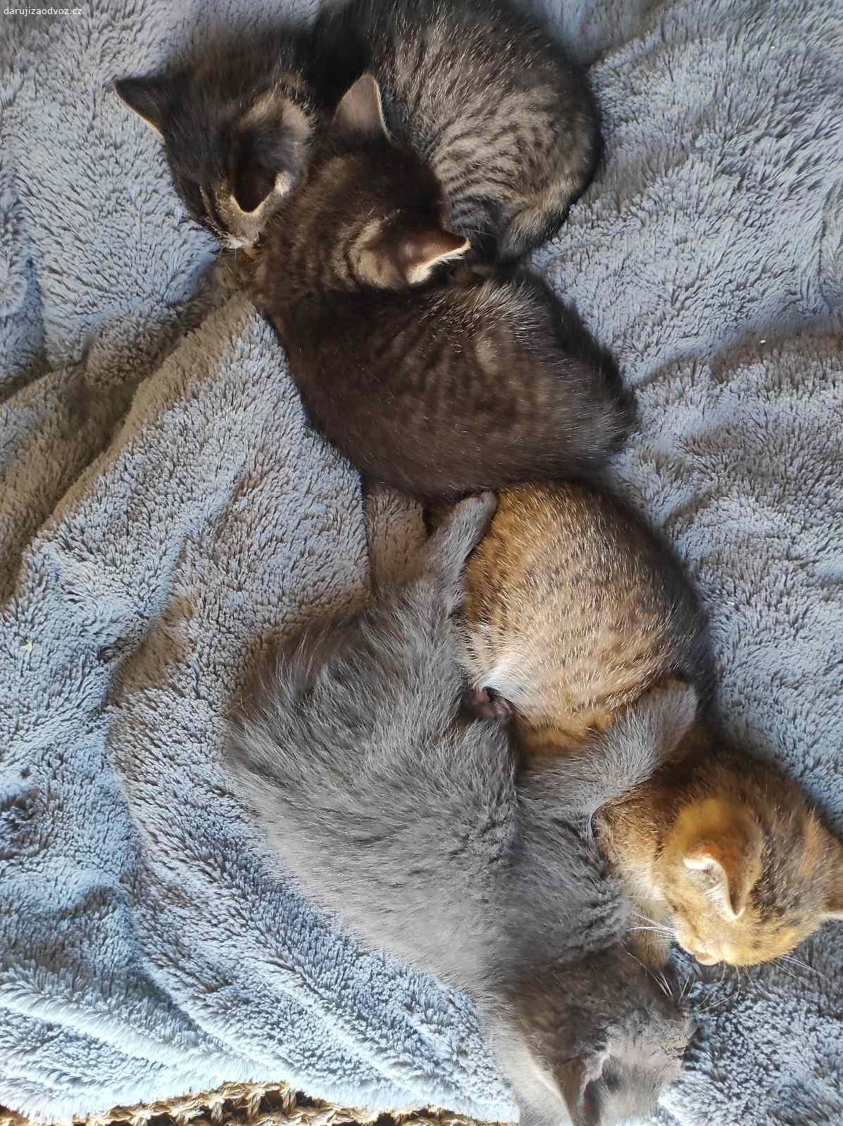 Daruji Koťátka. Daruji koťátka do dobrých rukou. Jsou odčervená, naočkovaná, chodí na kočíčí toaletu a jsou zvyklá v domě i na dvorku.