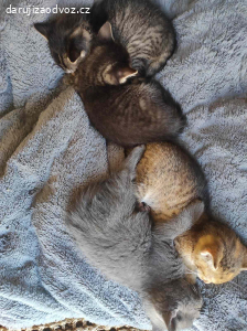 Daruji Koťátka