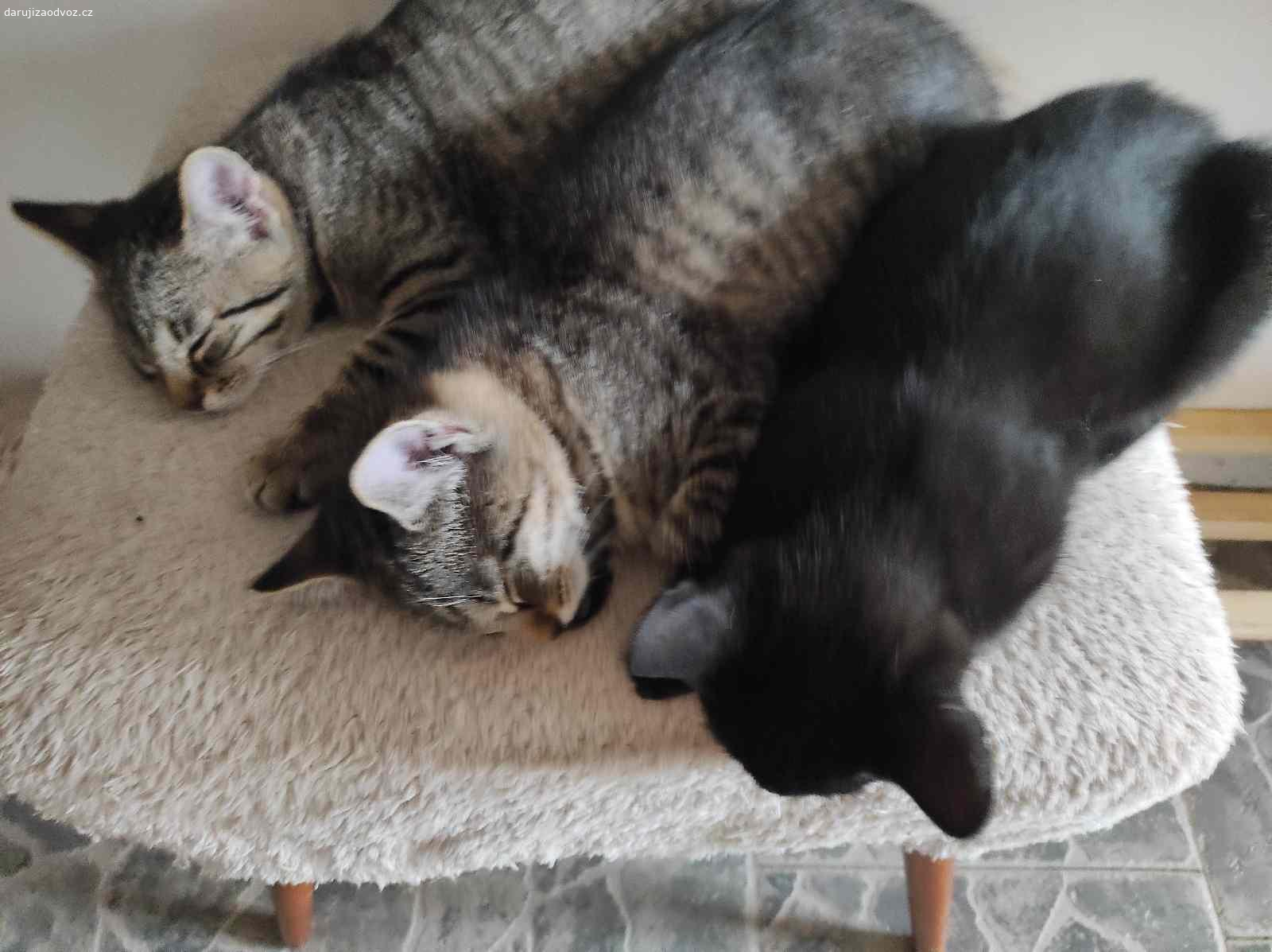 Daruji Koťátka. Daruji koťátka do dobrých rukou. Jsou odčervená, naočkovaná, chodí na kočíčí toaletu a jsou zvyklá v domě i na dvorku.