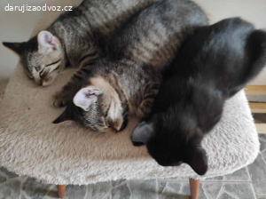 Daruji Koťátka