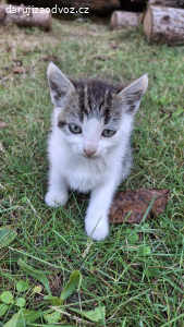 Daruji koťátka