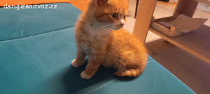 daruji koťátka