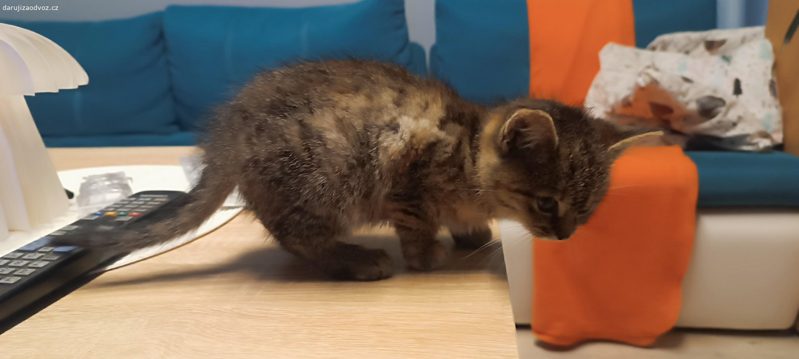 daruji koťátka. koťátka 3 měsíce stará
