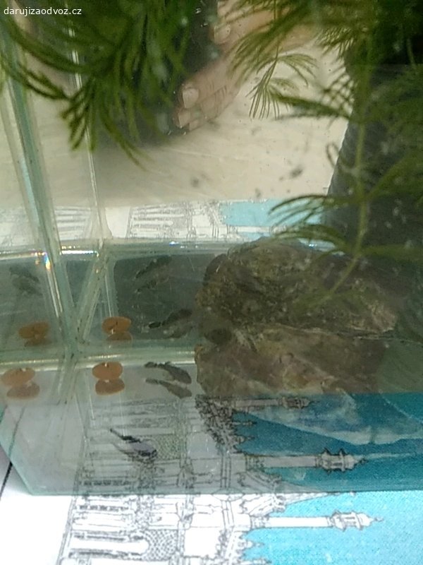 Daruji mladé ancistruse 15 kusů...... Velikost 2,5cm a menší a samce 1,5 roku.Čelakovice