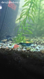 Daruji modré krevetky