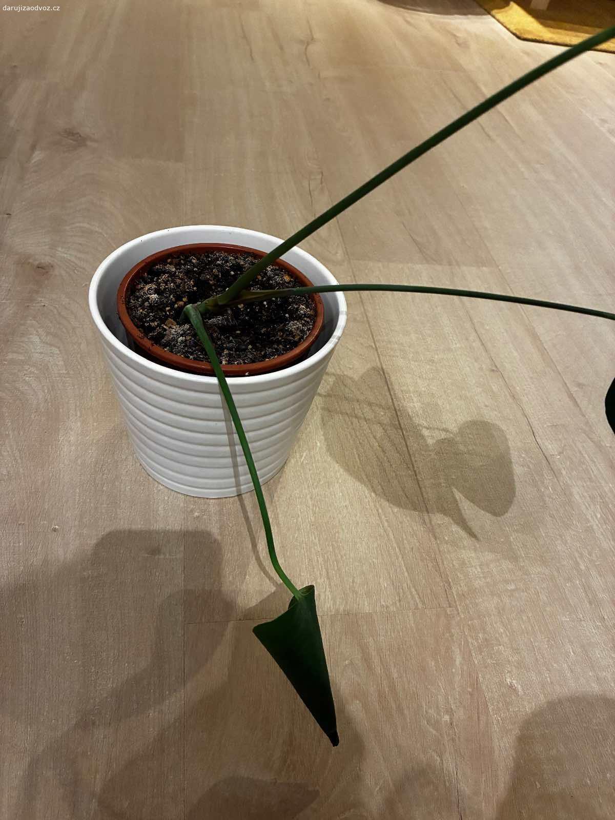 Daruji monsteru. Monstera.
Odnos Jižní Svahy.

Nic ji není, jen už mám květin moc.