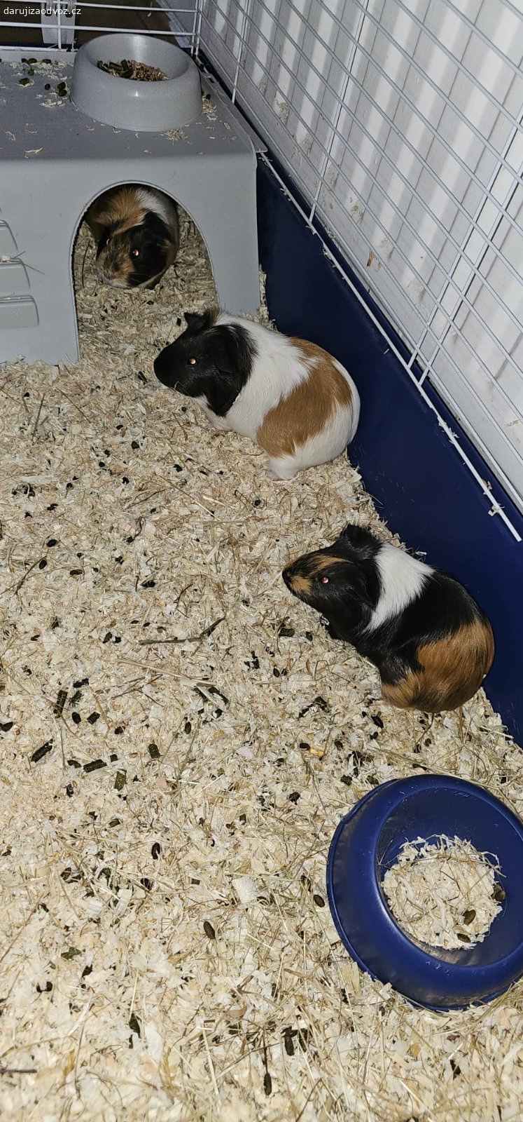 Daruji Morčata i s klecí 4 holky. Daruji klec 120x40 i s morčaty jedná se o 4 holky