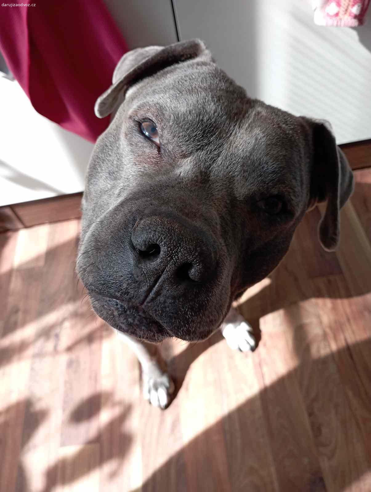 Daruji pejska do dobrých rukou. Dobrý den, hledám nový domov pro našeho Bruna, bohužel došlo na situaci, kdy si ho nemůžeme nechat.
Je mu 8 let, je hodný, má rád děti, ostatní pejsky moc ne.