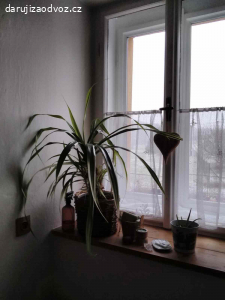 Daruji pokojovou rostlinu