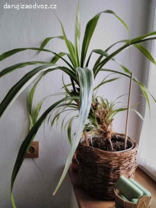 Daruji pokojovou rostlinu