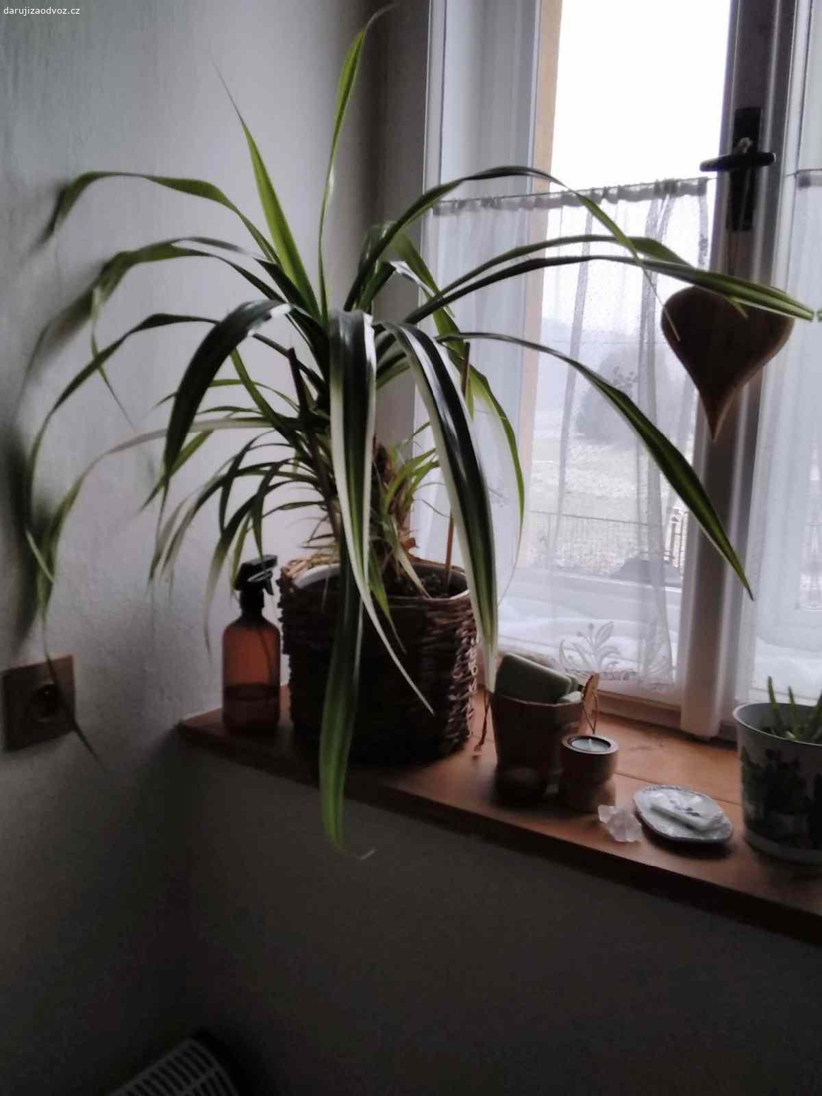 Daruji pokojovou rostlinu. Kdo se ujme pokojové rostliny? Má škrábavé listy. Jinak je hezká.