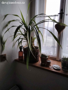Daruji pokojovou rostlinu