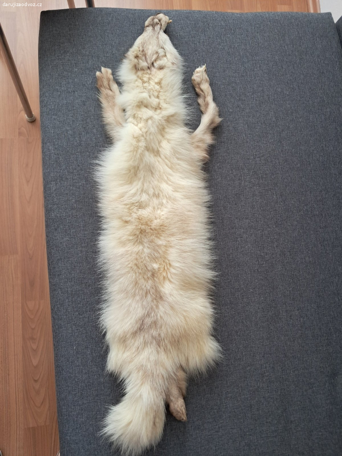 pravá kožešina polární lišky