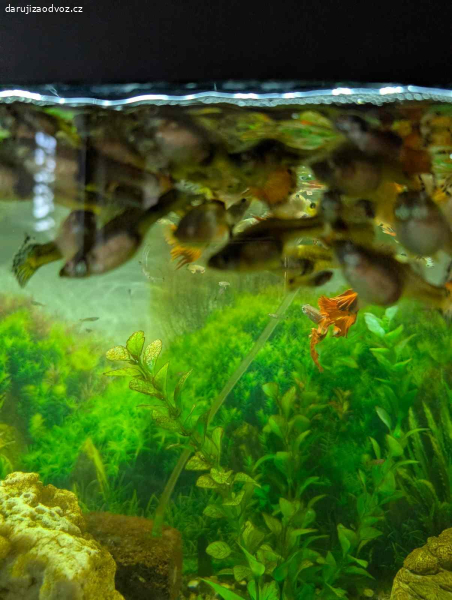 Daruji rybičky do akvária