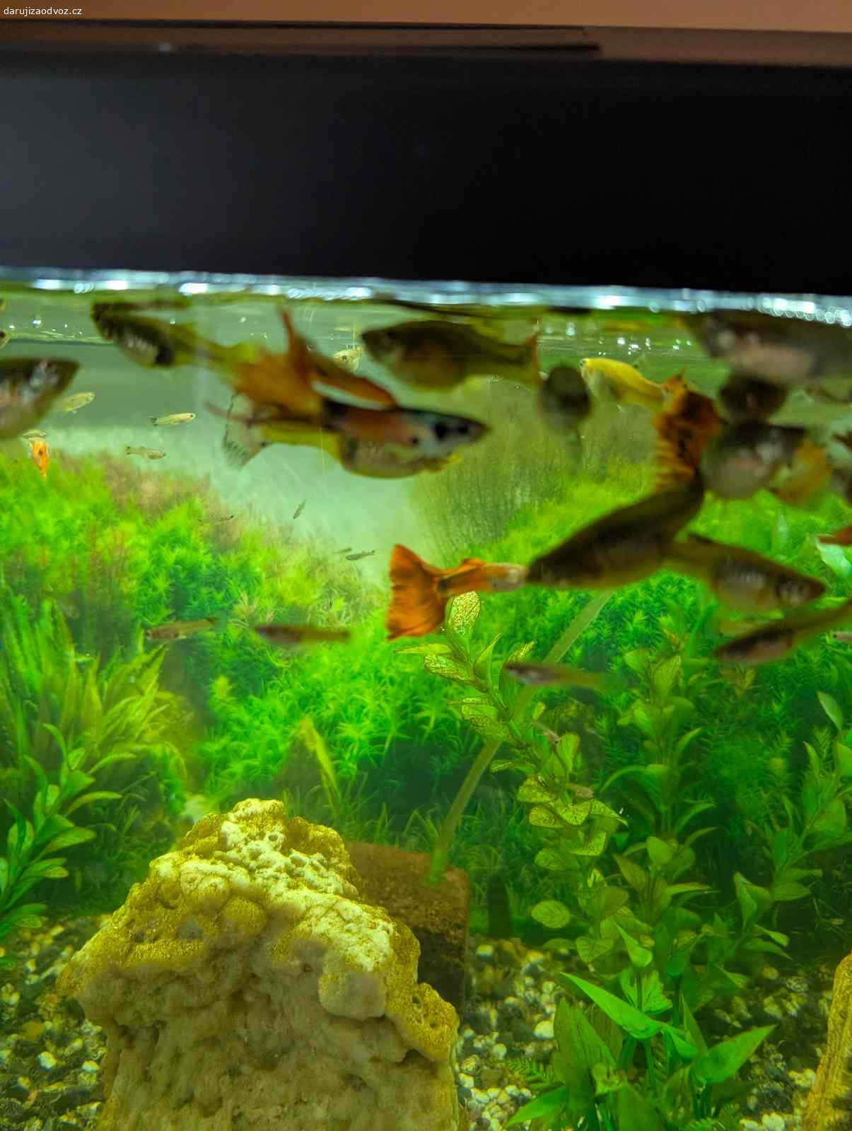 Daruji rybičky do akvária. Jsou různé menší