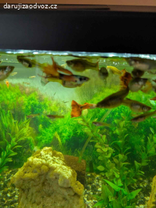Daruji rybičky do akvária