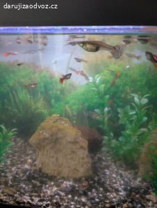 Daruji rybičky do akvária