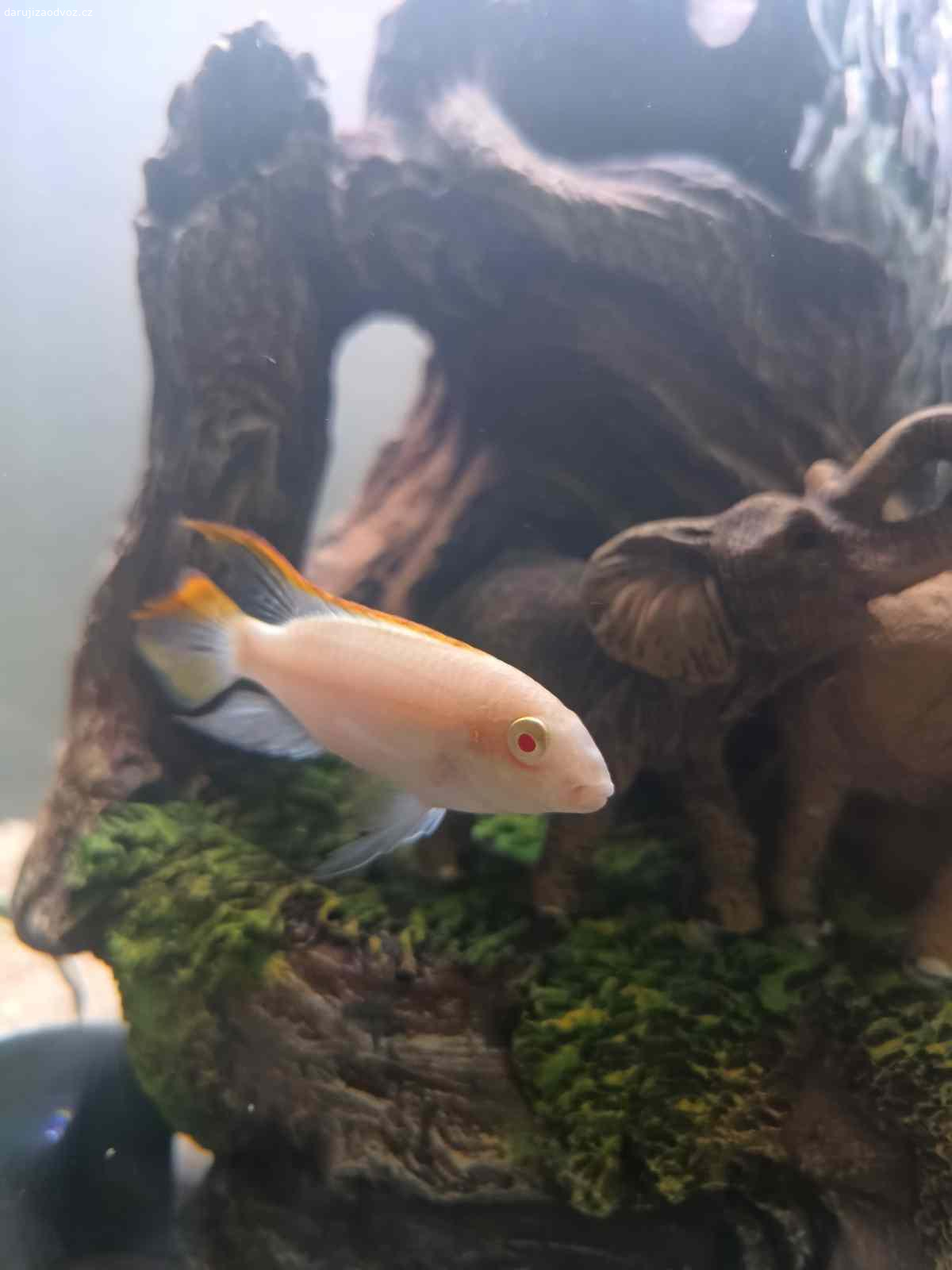 Daruji Rybičky. Daruji dva páry Pelvicachromis pulcher albin (red) Pestřenec červený albín.