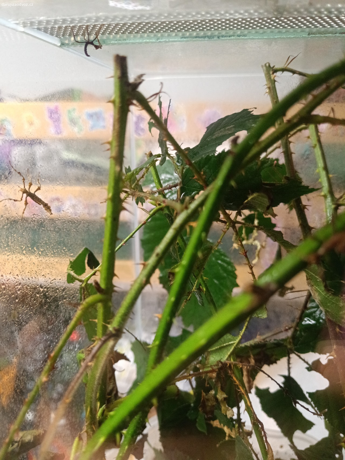 daruji strašilky australské. krátce po vylíhnutí a prvním svléknutí