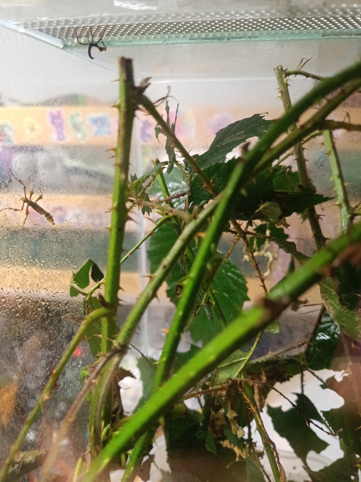 daruji strašilky australské. krátce po vylíhnutí a prvním svléknutí