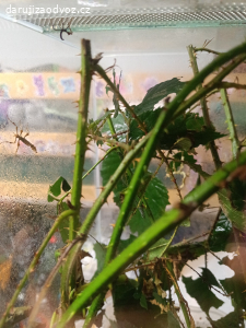 daruji strašilky australské