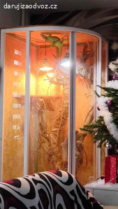 Daruji terárium na leguána