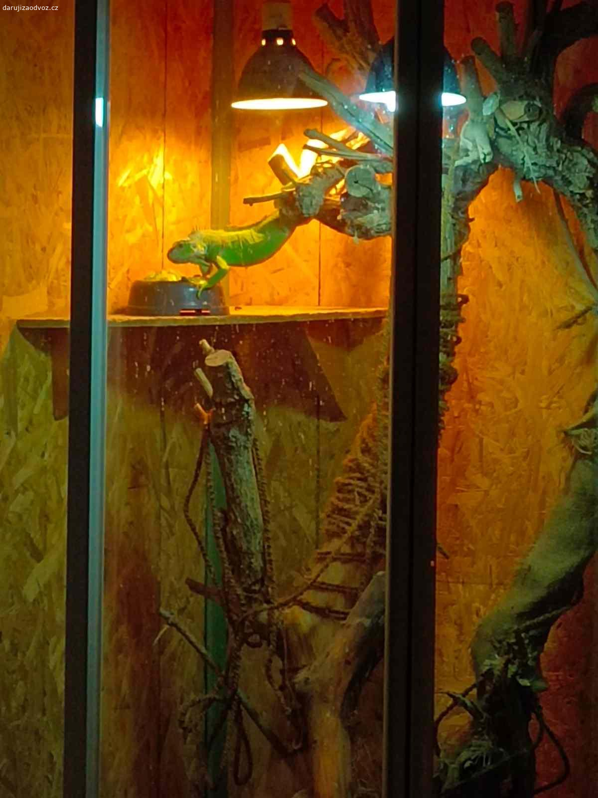 Daruji terárium na leguána. Daruji kompletní terárium pro leguána dělané ze sprchového koutu a osb desek.