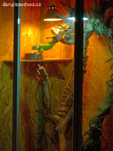 Daruji terárium na leguána