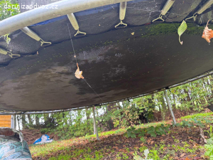 Daruji trampolínu za rozebrání a odvoz