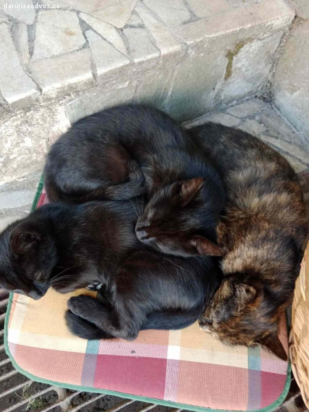 Daruji tři koťata i po jednom plus 1kg granule. Dva černí kocouři  s hebkou srstí 
a jedna kočička černo-mourovatá všechny koťata jsou čtyři měsíce stará