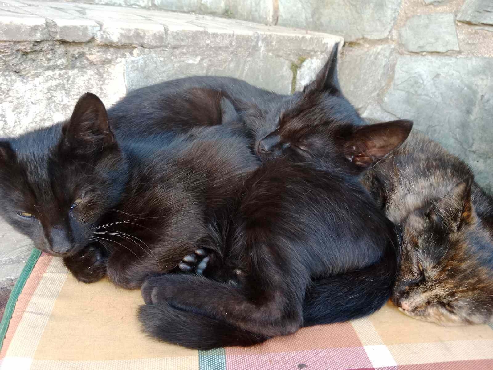 Daruji tři koťata i po jednom plus 1kg granule. Dva černí kocouři  s hebkou srstí 
a jedna kočička černo-mourovatá všechny koťata jsou čtyři měsíce stará