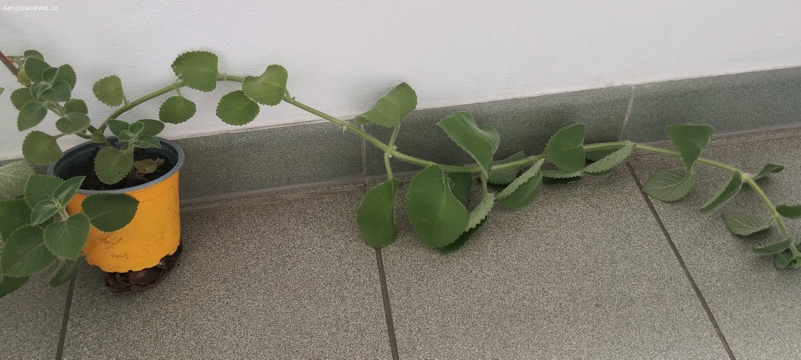 Daruji za odvoz Aloe Věra a rymovnik. Daruji za odvoz Aloe Věra a rymovnik