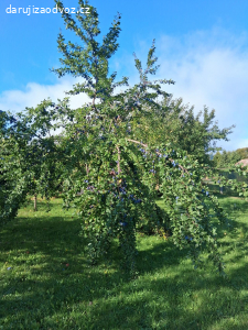 daruji za odvoz cca 50kg švestek