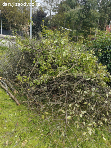 Daruji za odvoz dřevo na podpal.